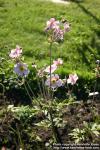 Photo: Anemone hupehensis.