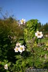 Photo: Anemone hupehensis 1.