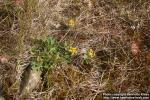 Photo: Anthyllis vulneraria 3.