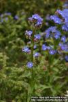 Photo: Anchusa capensis.