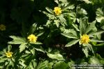 Photo: Anemone ranunculoides 5.