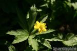 Photo: Anemone ranunculoides 6.