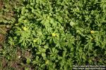 Photo: Anemone ranunculoides 7.