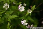 Photo: Anemone rivularis 2.