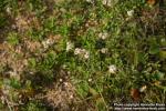 Photo: Antennaria dioica 10.