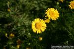 Photo: Anthemis tinctoria 8.