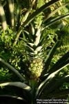 Photo: Ananas comosus 2.