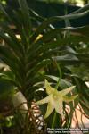 Photo: Angraecum sesquipedalum 1.