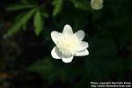 Photo: Anemone nemorosa 18.