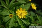 Photo: Anemone ranunculoides 8.