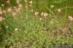 Photo: Antennaria dioica 5.