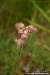 Photo: Antennaria dioica 6.