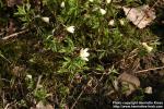 Photo: Anemone nemorosa 19.