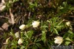 Photo: Anemone nemorosa 21.