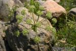 Photo: Angelica archangelica 14.