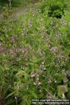 Photo: Anchusa italica.