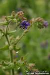 Photo: Anchusa officinalis 7.