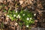 Photo: Anemone nemorosa 22.