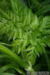 Photo: Anthriscus sylvestris 10.