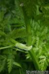 Photo: Anthriscus sylvestris 11.