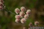 Photo: Antennaria dioica 16.