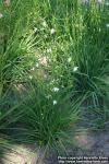 Photo: Anthericum ramosum 0.