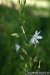 Photo: Anthericum ramosum 1.