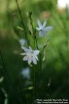 Photo: Anthericum ramosum 2.