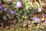 Photo: Anemone blanda 2.