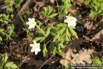 Photo: Anemone nemorosa 24.