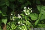 Photo: Anthriscus sylvestris 12.