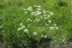 Photo: Anthriscus sylvestris 14.