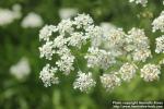 Photo: Anthriscus sylvestris 15.