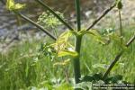 Photo: Angelica archangelica 27.