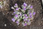 Photo: Pulsatilla vulgaris 24.