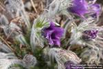 Photo: Pulsatilla vulgaris 25.