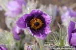 Photo: Pulsatilla vulgaris 27.