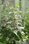 Photo: Angelonia parviflora 0.