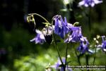 Photo: Aquilegia vulgaris.