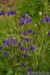 Photo: Aquilegia vulgaris 8.