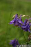 Photo: Aquilegia vulgaris 12.