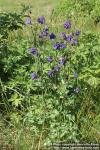 Photo: Aquilegia vulgaris 14.