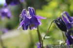 Photo: Aquilegia vulgaris 16.