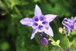 Photo: Aquilegia vulgaris 19.