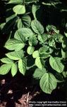 Photo: Aralia continentalis 6.