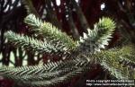 Photo: Araucaria araucana.