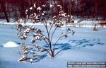 Photo: Arctium lappa 8.