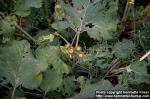 Photo: Arctium lappa.