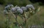 Photo: Arctium tomentosum 1.