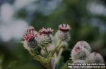 Photo: Arctium tomentosum 2.